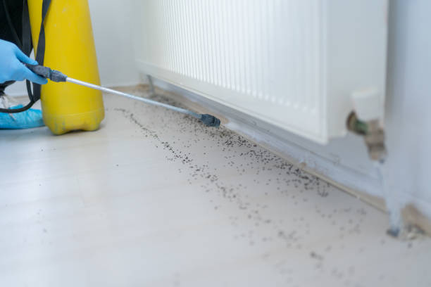 Best Termite Control Services  in Greenback, TN